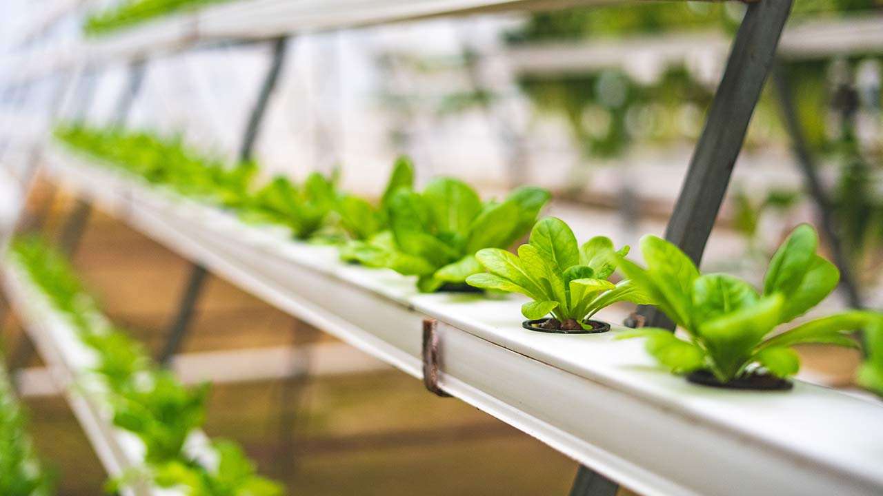 The pros and cons of hydroponics farming