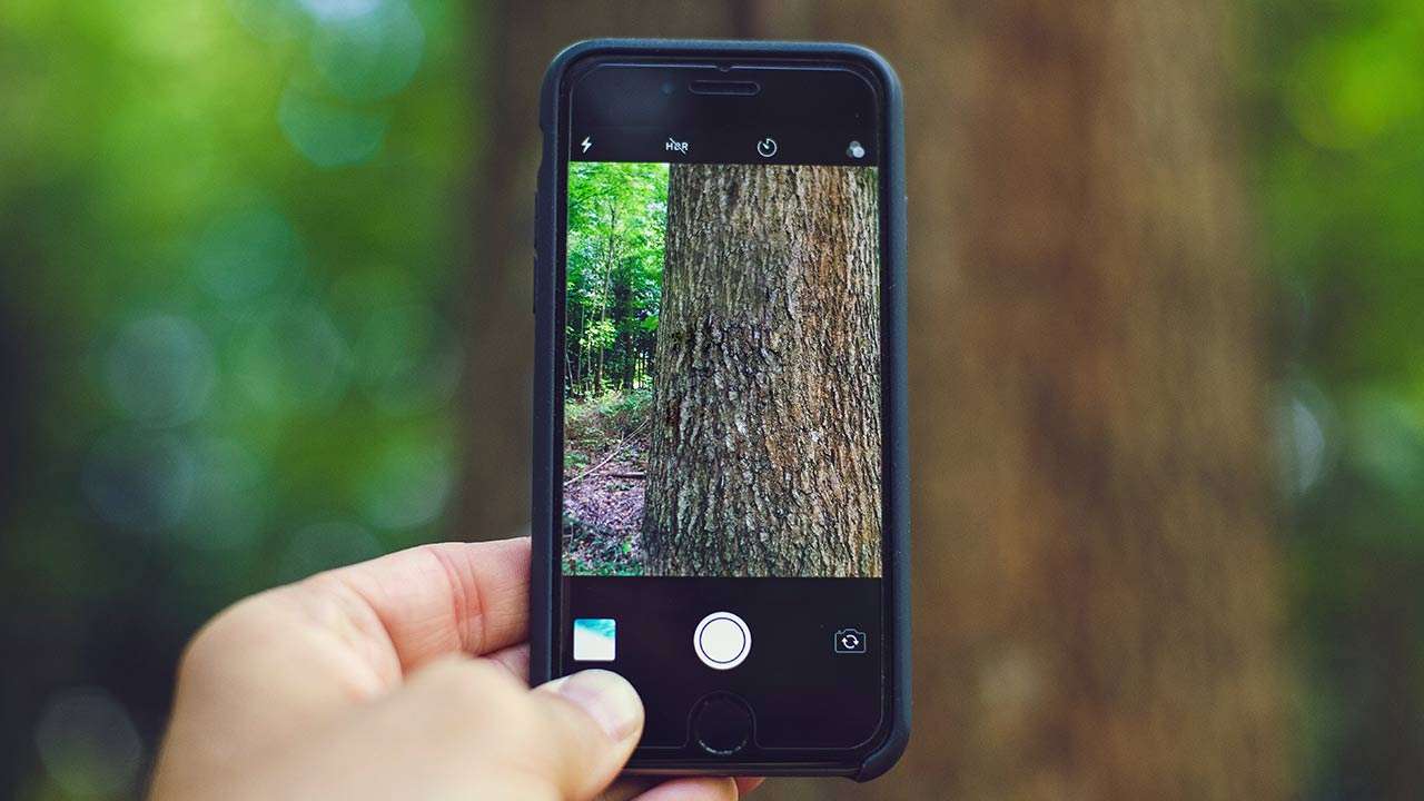 How businesses can engage consumers in reforestation initiatives