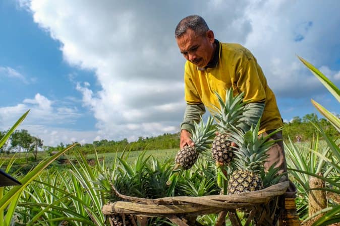 Farmer harvesting pineapples